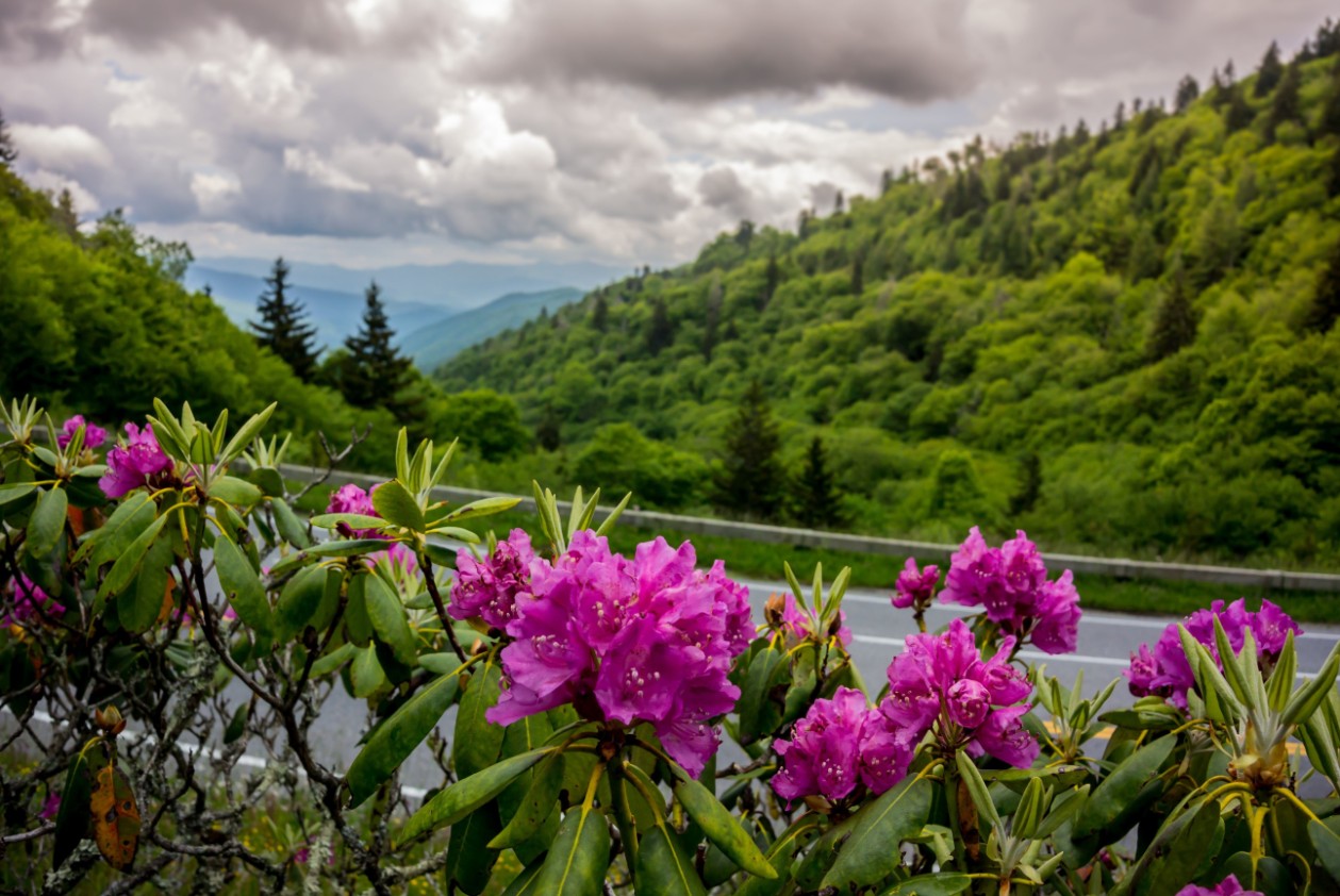 Luxury Force Traveller Valley of Flowers National Park